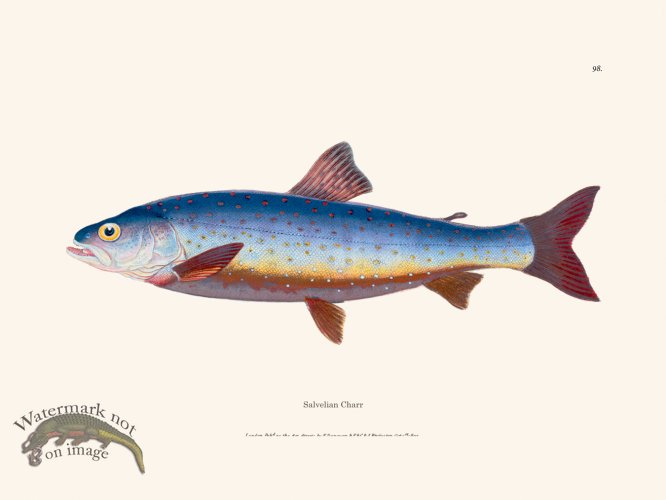 (image for) 098 Salvelian Charr