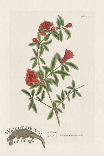 (image for) BEE 097 Pomgranates