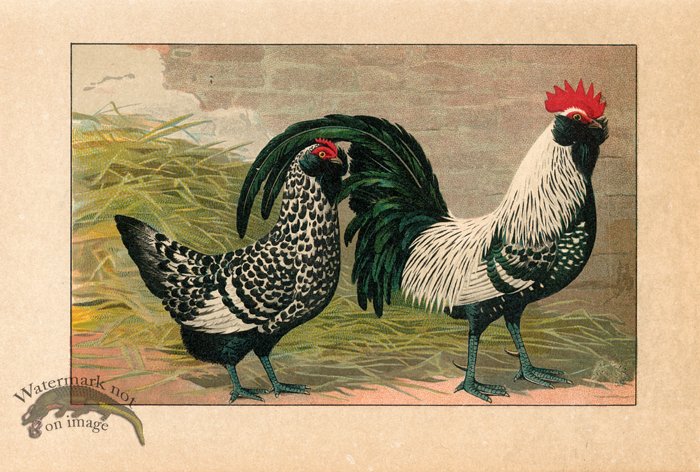 (image for) Chicken 34