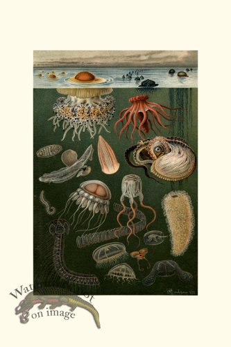 (image for) Underwater 14