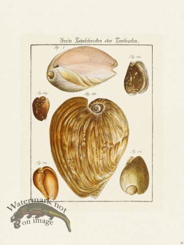 (image for) Martini Shells 028