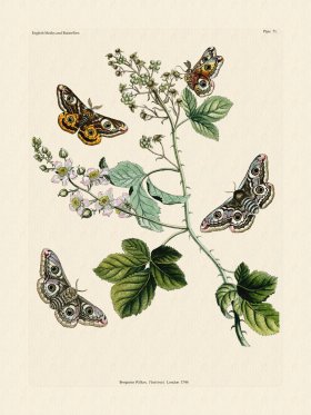 Wilkes Butterflies 071