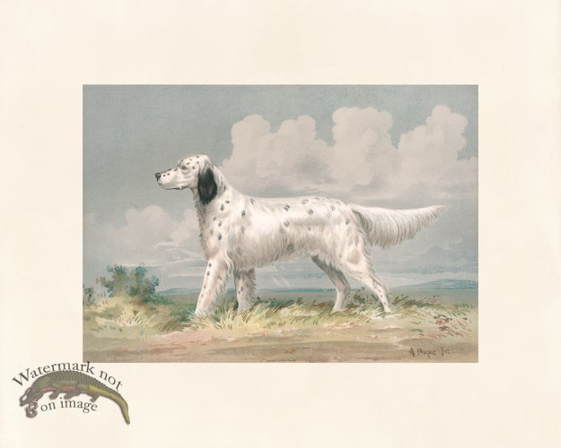 (image for) Pope Dog 15 Llewellin Setter