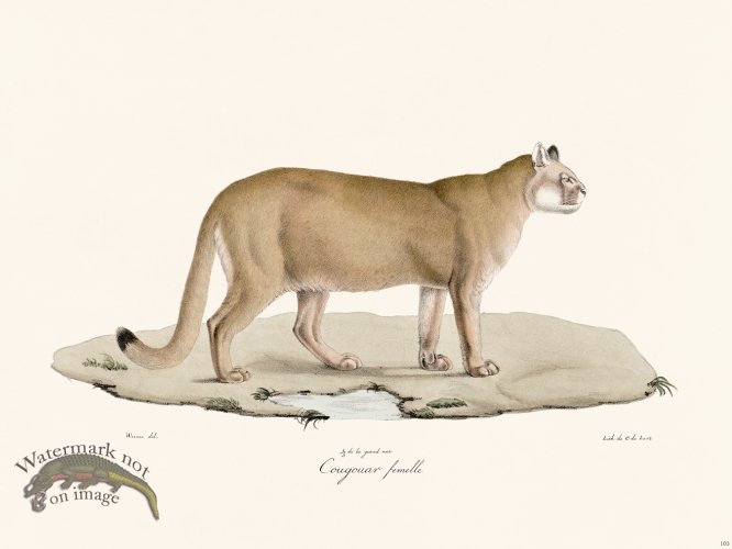 (image for) Cuvier 103 Female Cougouar