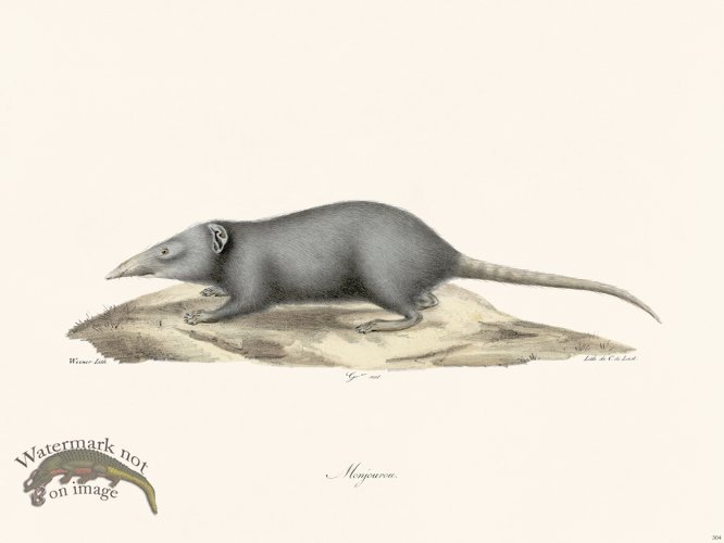 (image for) Cuvier 304 Monjourou