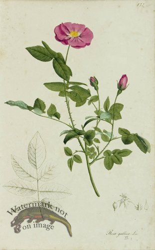 (image for) 1828_Gmp 001