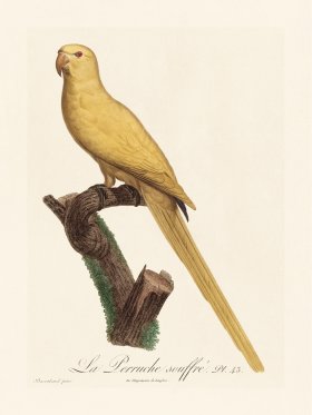 Barraband Parrot 043