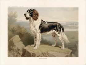 CFA Dog Springer Spaniel 02