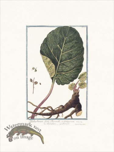 (image for) Bonelli 034