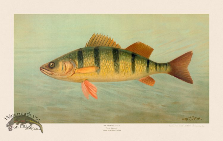 (image for) Yellow Perch