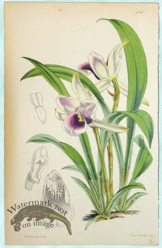 (image for) Curtis Orchids 01