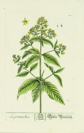 Blackwell German 048