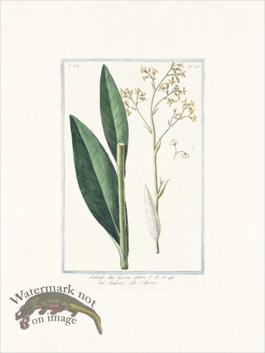 (image for) Bonelli 695 Devilsbit