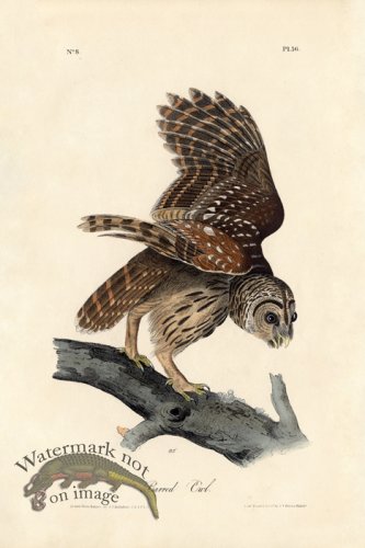 (image for) Barred Owl