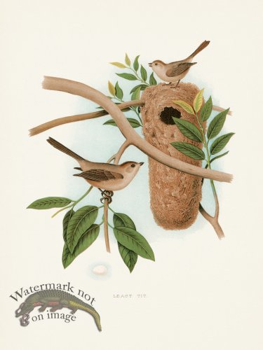 (image for) Thomas Gentry Bird 29