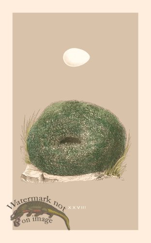 (image for) Morris Nest 28