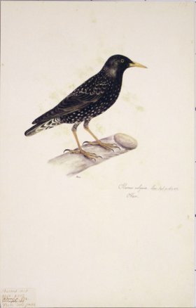 104 Swedish Birds . Sturnus Vulgaris, Male, Starling
