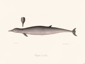 Cuvier 429 Dale's Dolphin