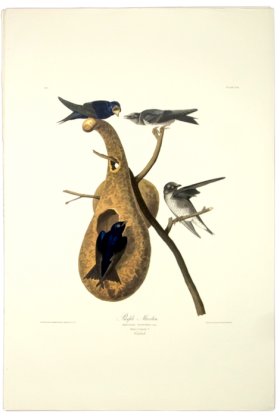 Purple Martin