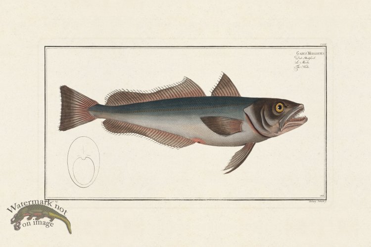 (image for) BLOCH FISH 164