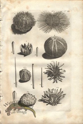 (image for) Rumphius 13