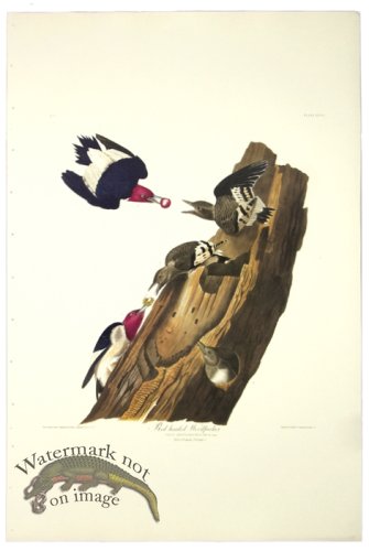 (image for) Red Headed Woodpecker