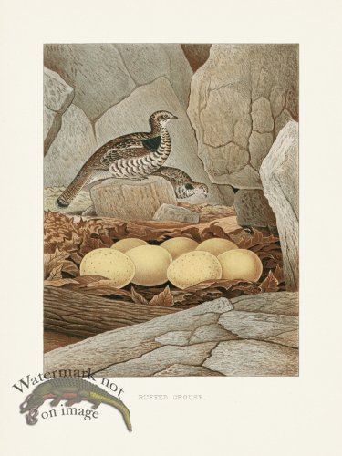 Thomas Gentry Bird 07