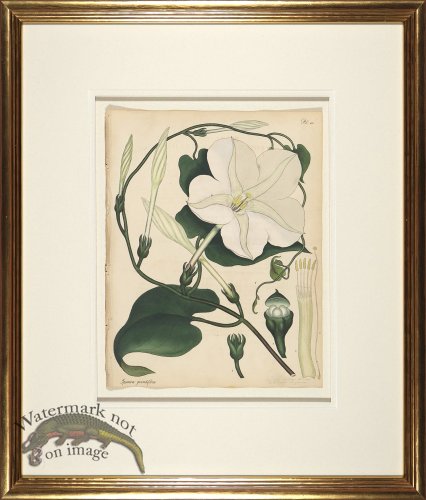 (image for) Andrews Botanicals in Gold Frame 04