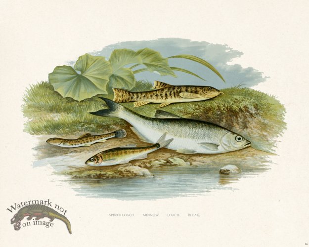 (image for) British FW 16