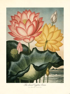 31 Sacred Egyptian Beane