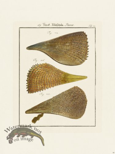 (image for) Martini Shells 089