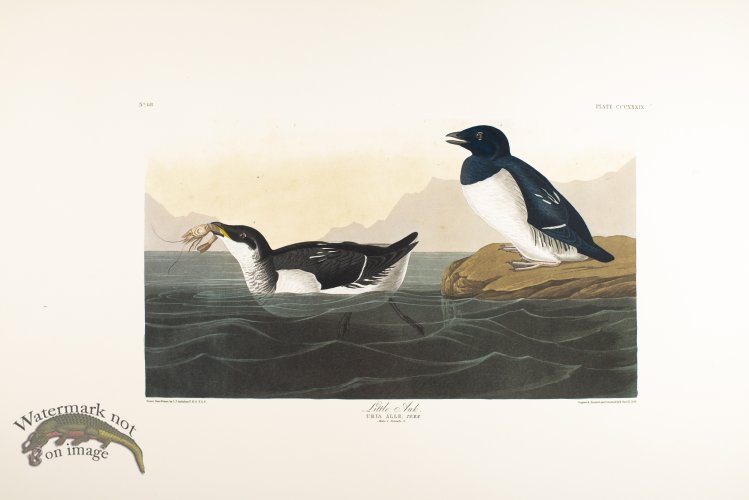 (image for) Little Auk