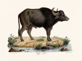 Cuvier 063 Italian Buffalo