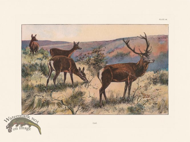 (image for) Les Chiens 068