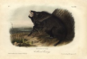 Collared Peccary