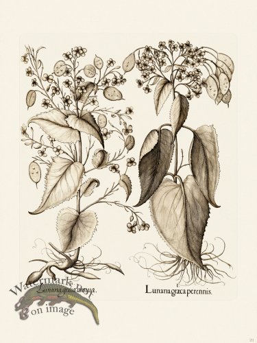 (image for) Besler 021 B1