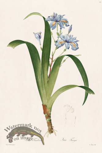 (image for) Les Liliacees Redoute 152