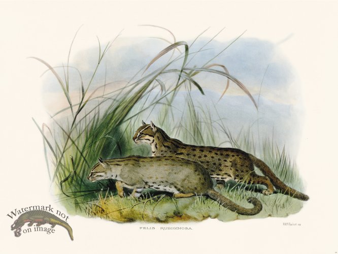 (image for) Elliot Cat 29 Rusty