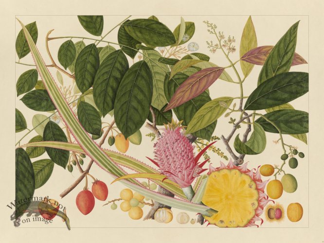 (image for) Andalas Botanicals 08