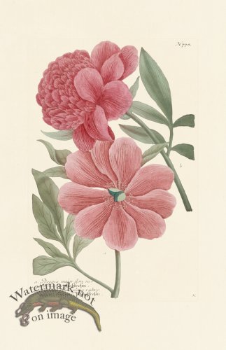 (image for) Weinmann PL 778