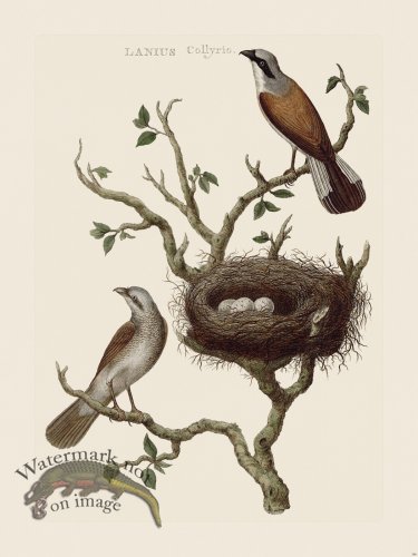 (image for) Nozeman Bird 186