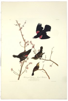 Red Winged Starling or Marsh Blackbird