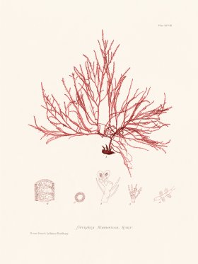 Bradbury Seaweed 098