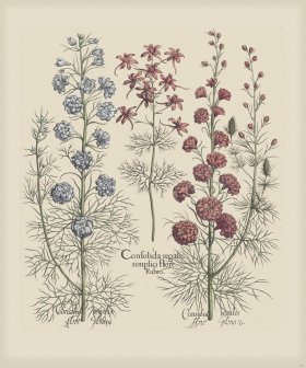 Besler 177 Colored B2