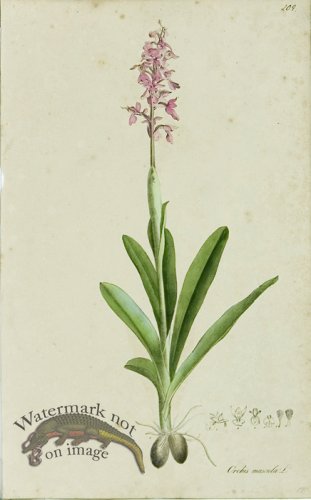 (image for) 1828_Gmp 017