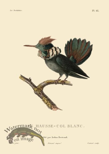 (image for) Humming Bird 61