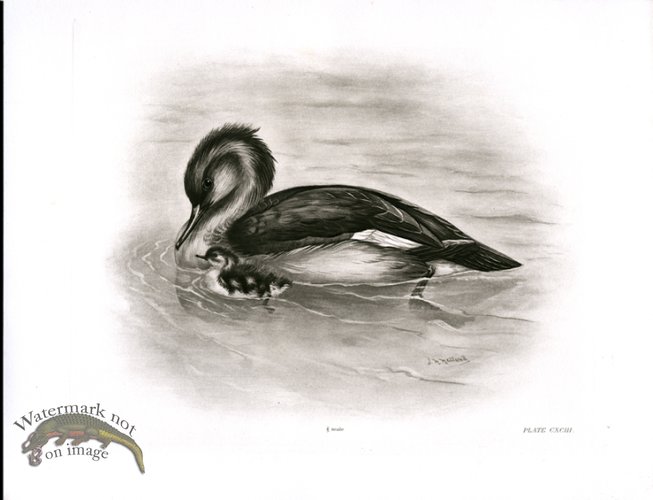 Bird 22 RED BREASTED MERGANSER