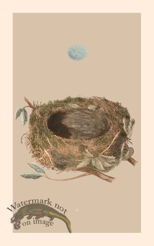 Morris Nest 02
