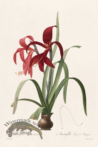 (image for) Les Liliacees Redoute 005