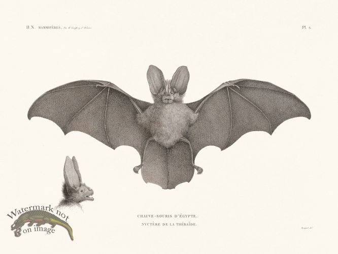 (image for) Bats of the World 06